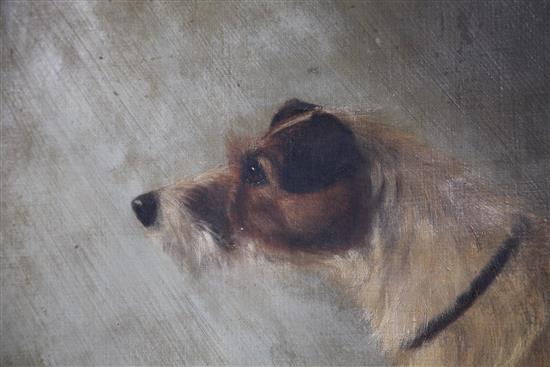 Adrienne Lester (20thC) Portrait of a Parsons Jack Russell terrier, standing upon a table, 28 x 36in.